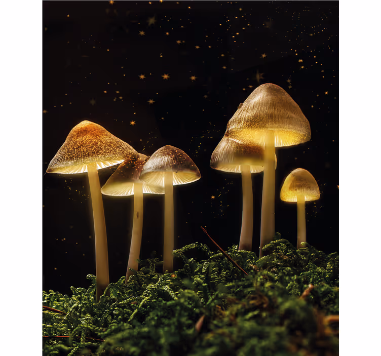 Toile fenêtre champignons lumineux dans la nature - TenStickers