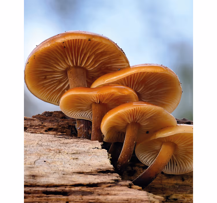 Toile fenêtre fleurs et plantes croissance des champignons - TenStickers