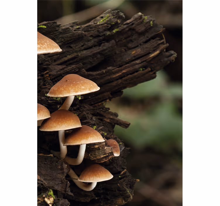 Toile fenêtre fleurs et plantes champignons sur bois - TenStickers