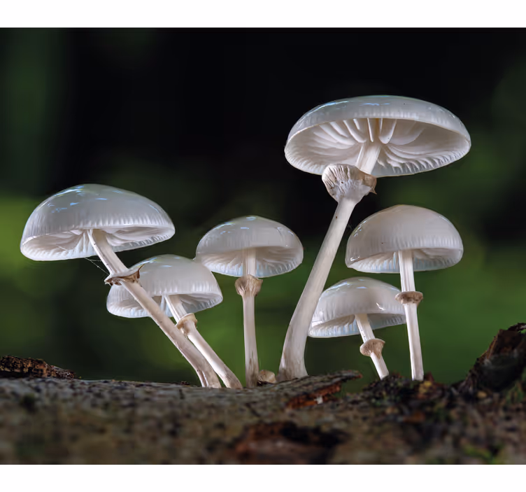 Toile fenêtre fleurs et plantes grappe de champignons - TenStickers