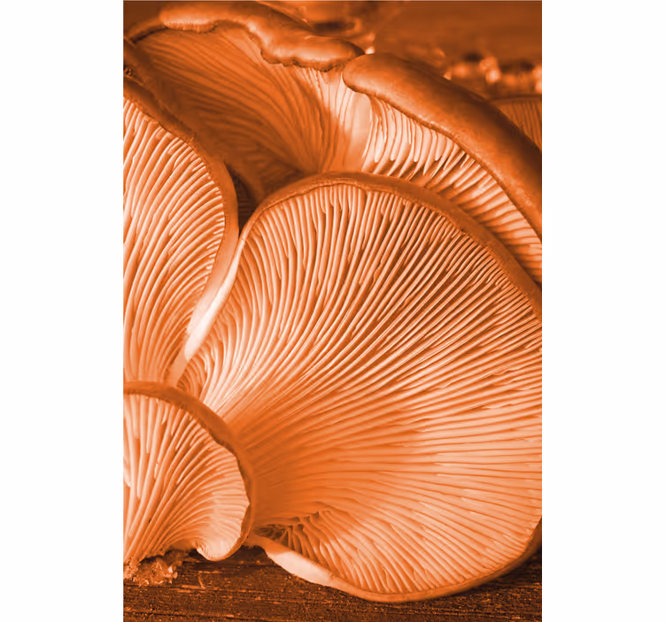 Toile fenêtre fruits et légumes gros plan champignon - TenStickers