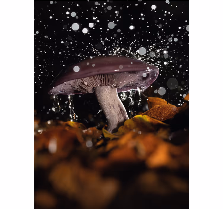 Toile fenêtre champignon avec éclaboussure - TenStickers