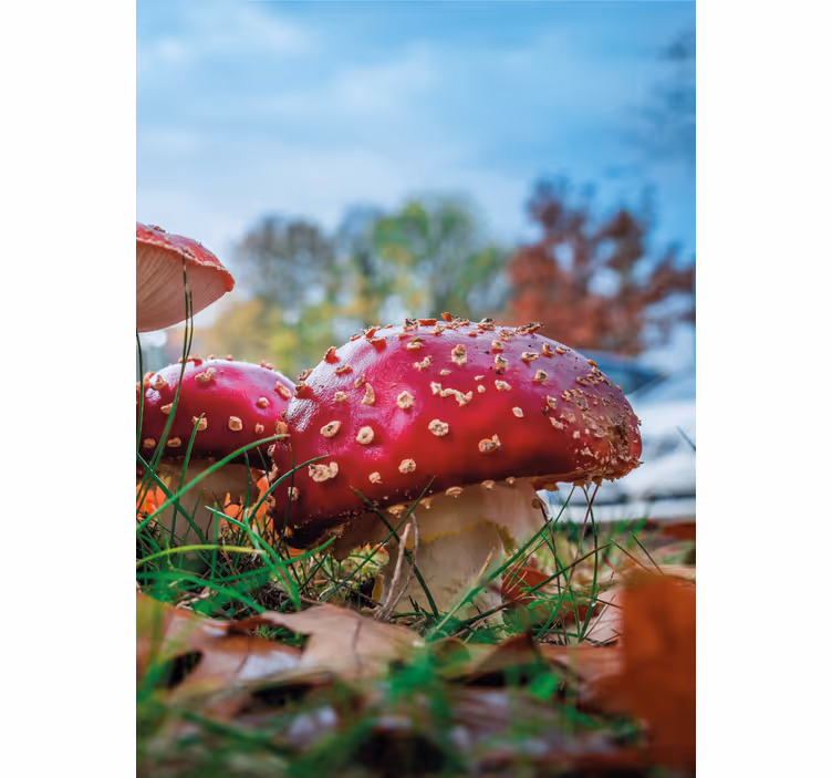 Toile fenêtre fleurs et plantes champignons rouges vibrants - TenStickers