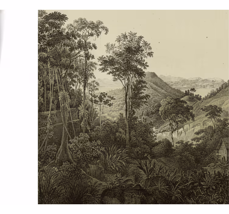 Tapisserie forêt impression de forêt vallonnée - TenStickers