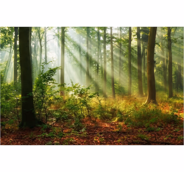 Tapisserie forêt lumière naturelle en forêt - TenStickers