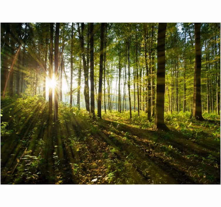 Tapisserie forêt rayons dorés dans les bois - TenStickers