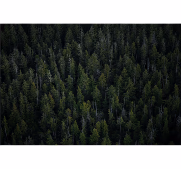 Tapisserie forêt texture bois profond - TenStickers