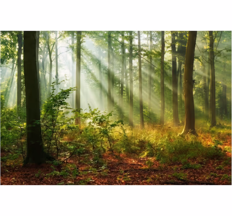 Tapisserie forêt matin ensoleillé - TenStickers