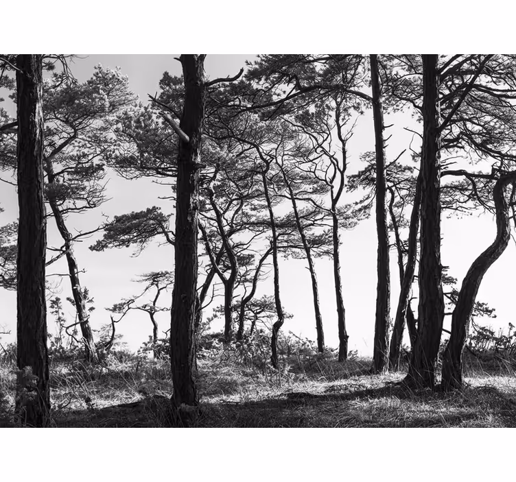 Tapisserie forêt forêt de pins encre - TenStickers