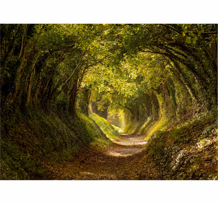Tapisserie forêt murale de forêt immersive - TenStickers