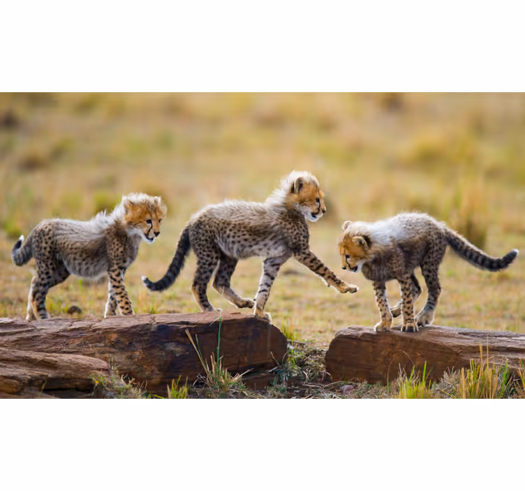 Tapisserie murale africaine bébés guépards mignons - TenStickers