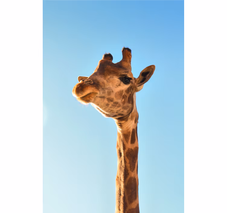 Tapisserie murale africaine gros plan sur une girafe - TenStickers