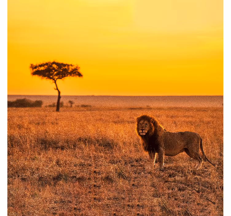 Tapisserie murale africaine arbre de savane au crépuscule - TenStickers