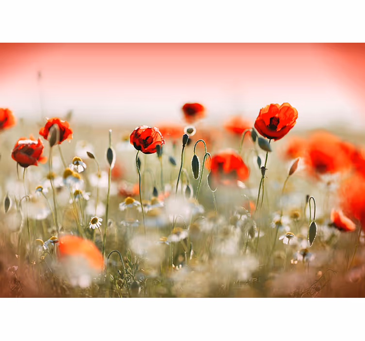 Tapisserie couloir champ de coquelicots espagnol - TenStickers