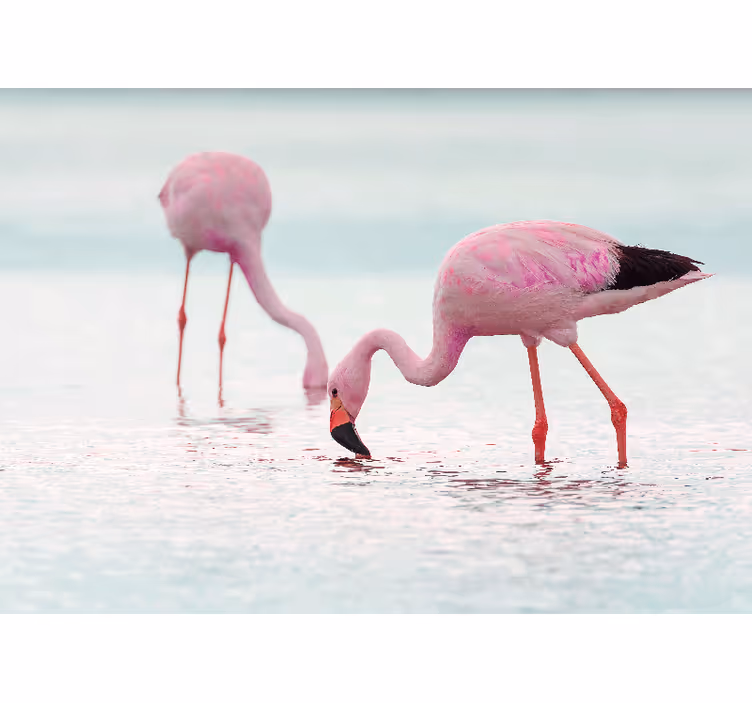 Tapisserie couloir flamant rose dans l'eau - TenStickers