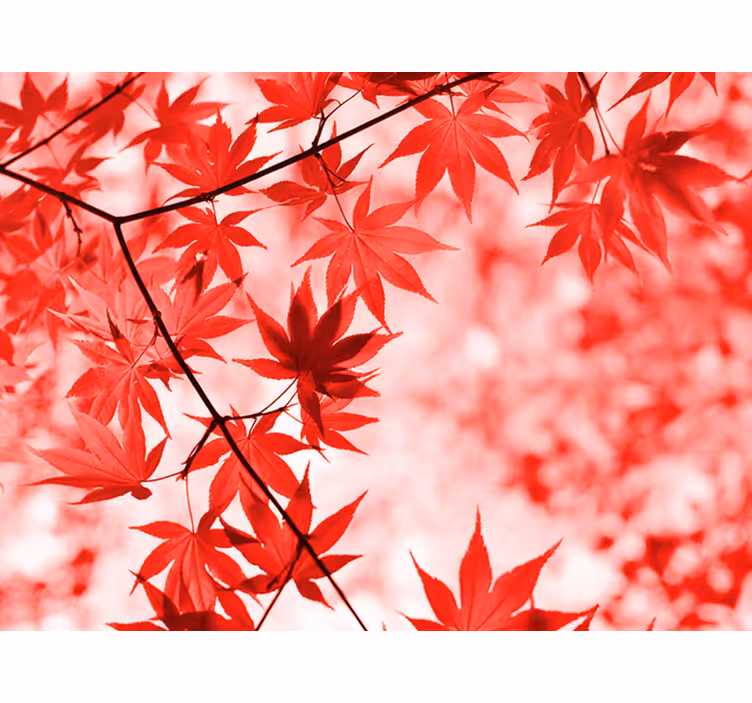 Tapisserie entrée arbres aux feuilles rouges - TenStickers