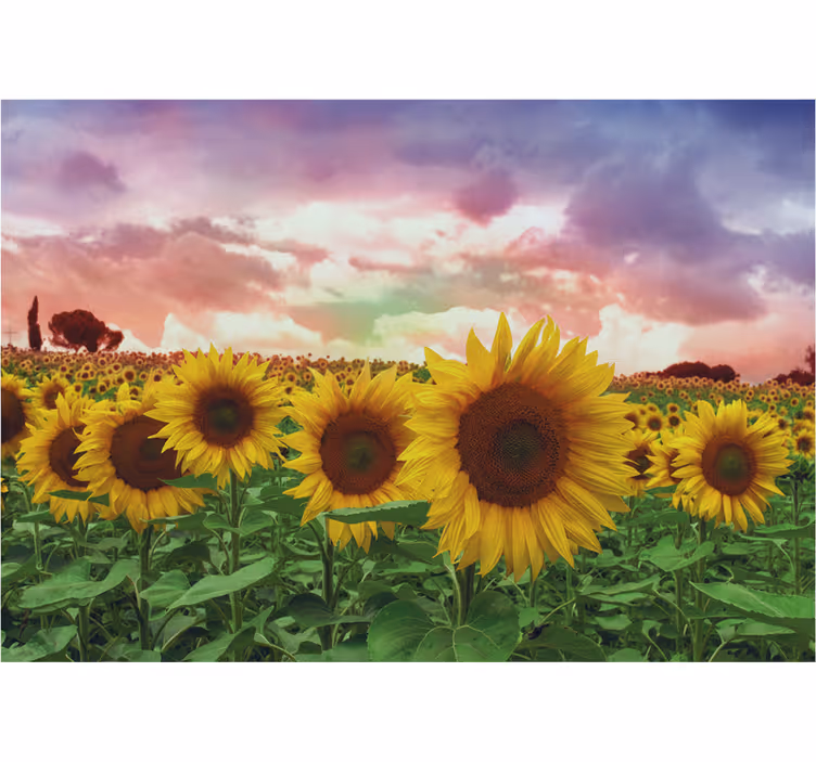 Tapisserie entrée champ de tournesols ciel coloré - TenStickers