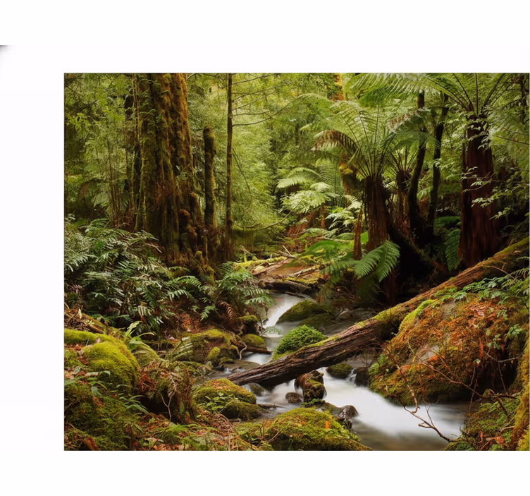 Tapisserie nature forêt paisible - TenStickers