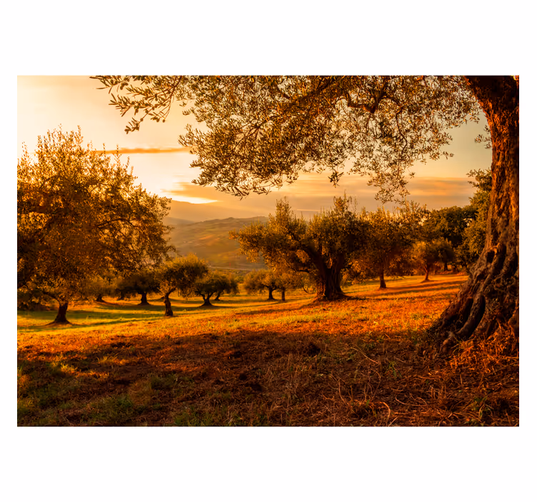 Papier peint arbre d'oliviers - TenStickers