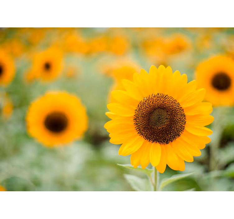 Photo murale 3D Champ de tournesols - TenStickers