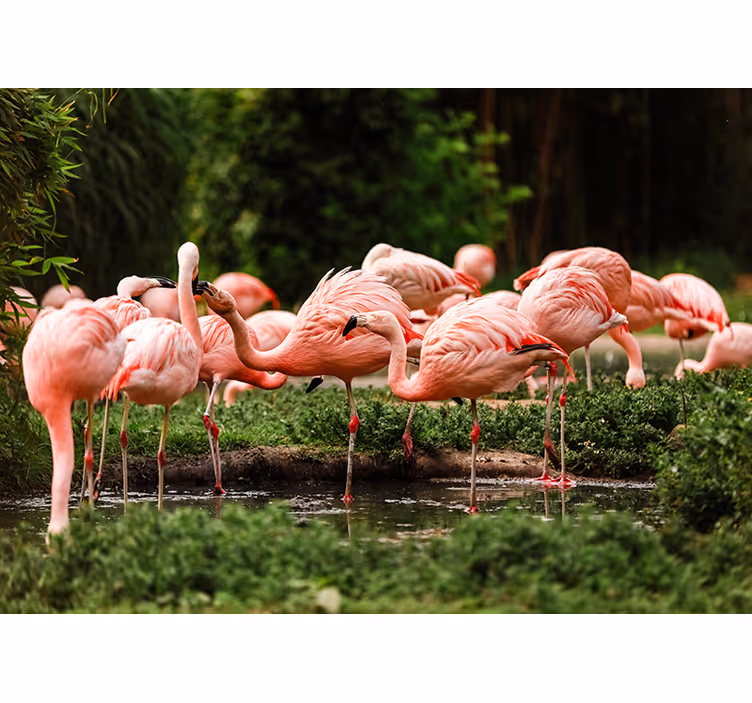 Papier peint groupe flamant rose - TenStickers