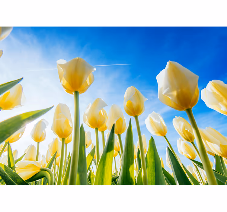 Papier peint paysage tulipe blanche - TenStickers