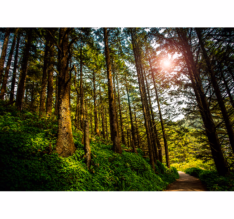 Papier peint forêt ensoleillée - TenStickers