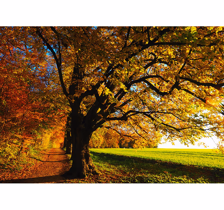 Belle murale d'arbre d'automne - TenStickers