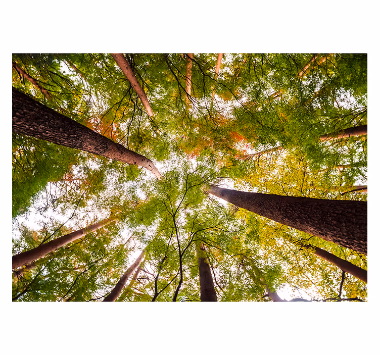 Photo murale Arbres de la forêt - TenStickers