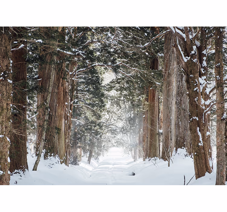 Papier peint arbres forestiers d'hiver - TenStickers