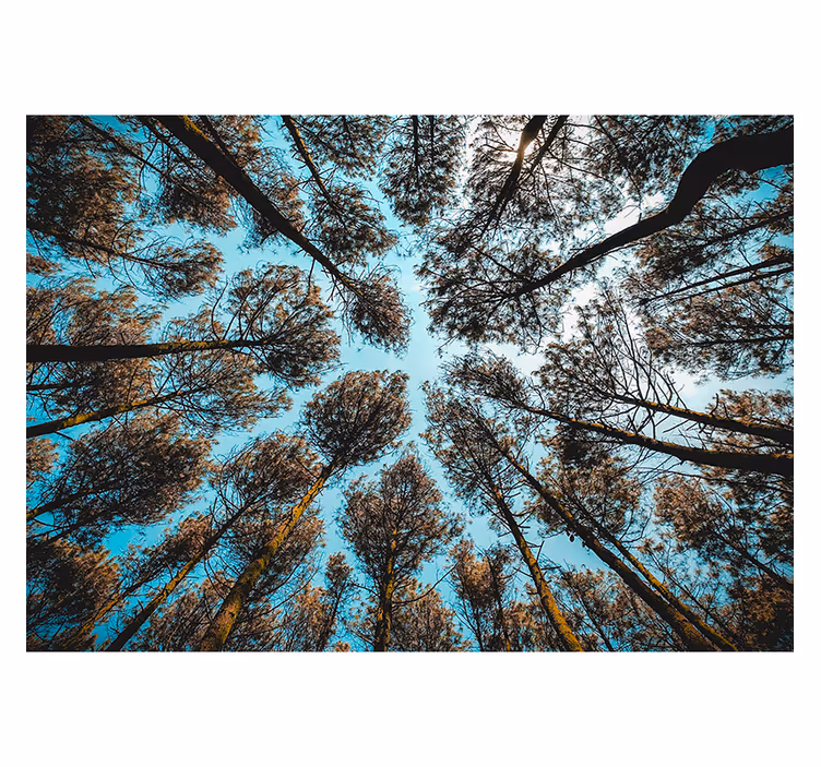 Papier peint forêt de dessous forêt - TenStickers