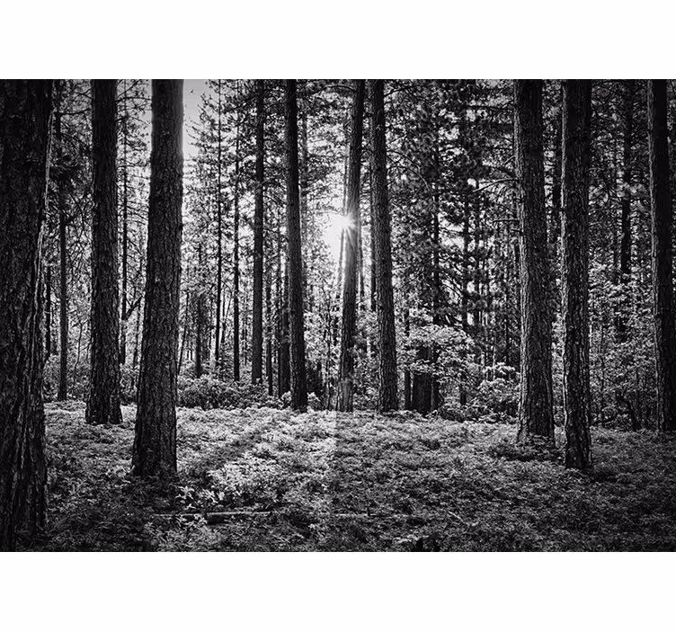 Papier peint forêt arbres noir et blanc - TenStickers