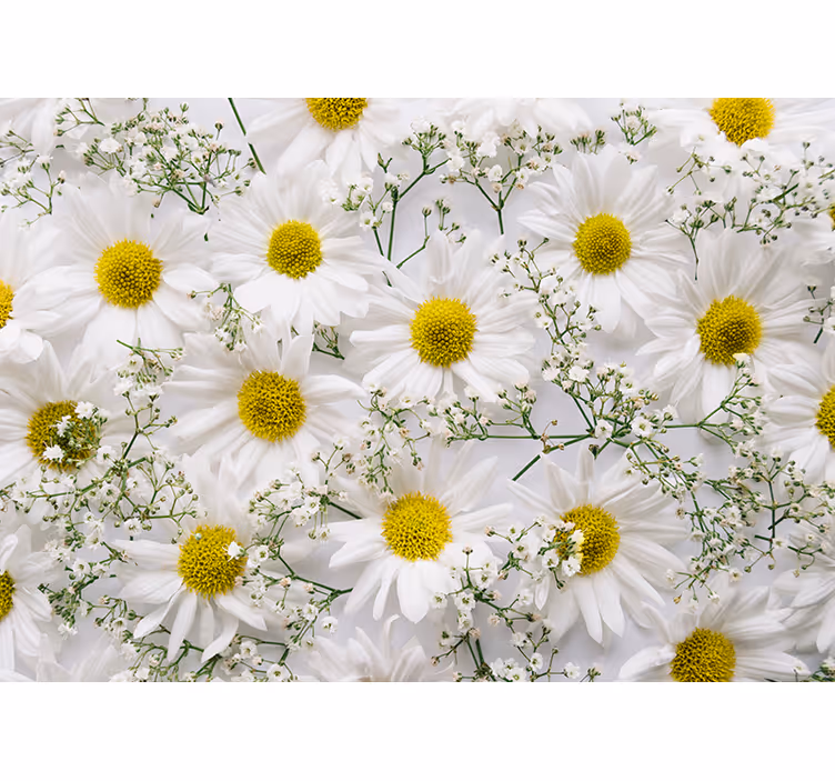 Photo murale mur de marguerites - TenStickers