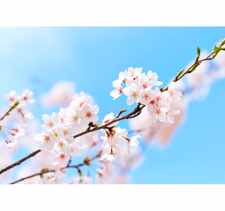 Photo murale fleur de cerisier blanc - TenStickers