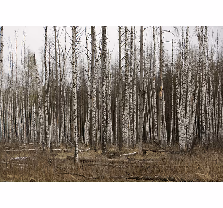 Photo murale Arbres d'une forêt - TenStickers
