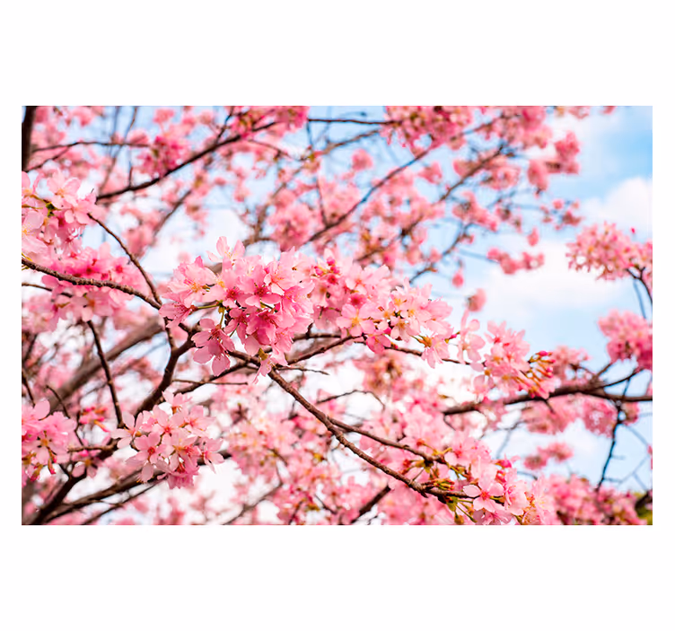 Papier peint Fond de ciel arbre fleur   - TenStickers