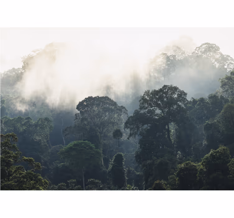 Tapisserie nature vue sur une forêt brumeuse - TenStickers
