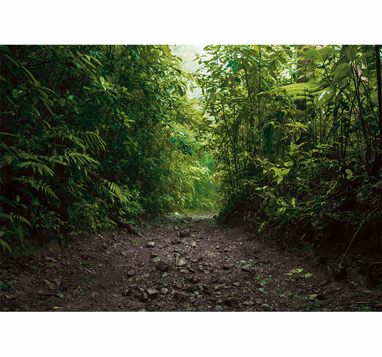 Papier peint mural forets Voie dans la forêt tropicale - TenStickers