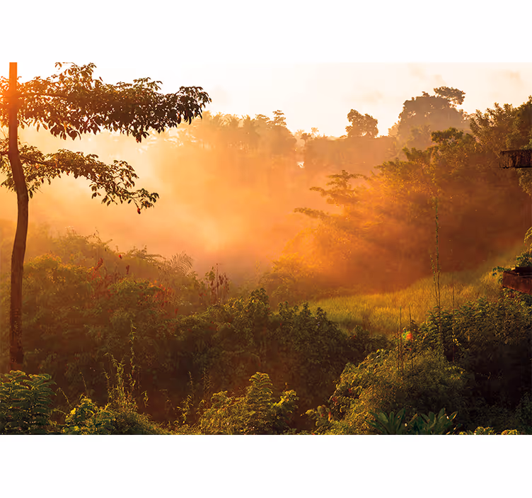 Papier peint mural forets Lever du soleil sur la jungle - TenStickers