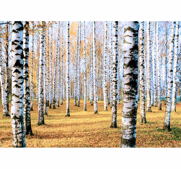 Papier peint mural arbres Bouleau - TenStickers