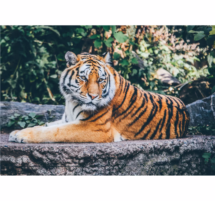 Papier peint mural d'animaux 3d, tigre, mensonge, sur, a, rocher - TenStickers