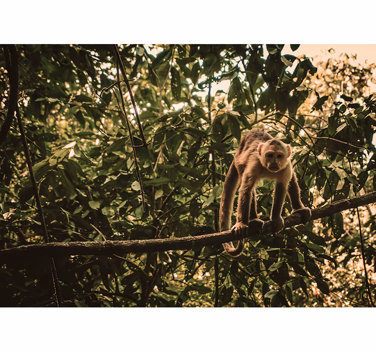 Tapisserie murale animaux singe sur une branche - TenStickers