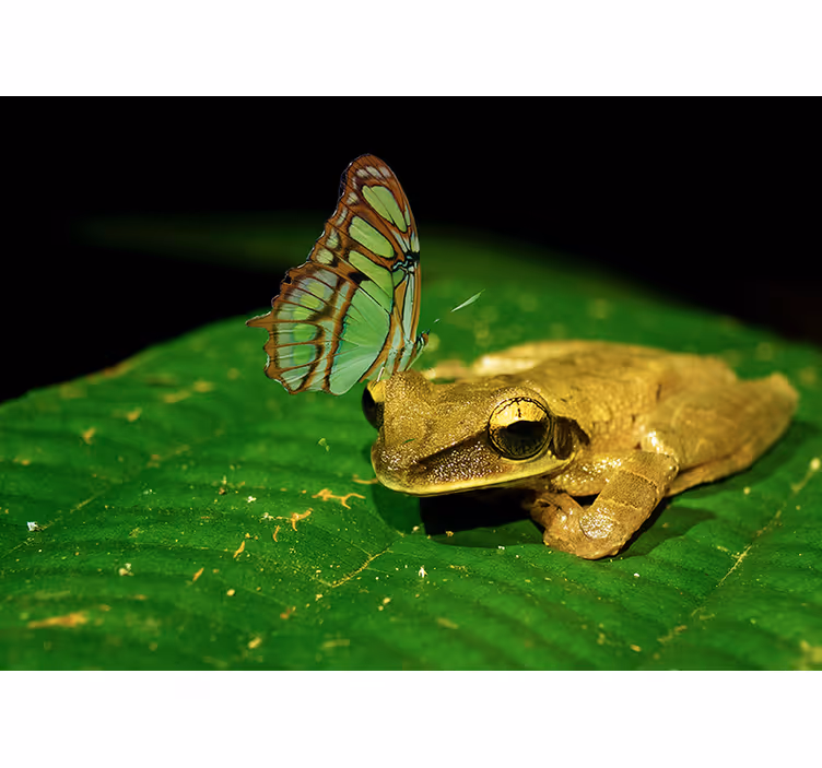 Tapisserie murale animaux grenouille et papillon - TenStickers