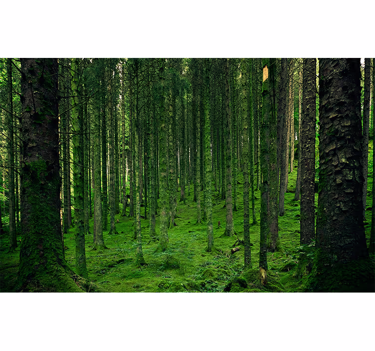 Papier peint mural forets Polonais magique - TenStickers