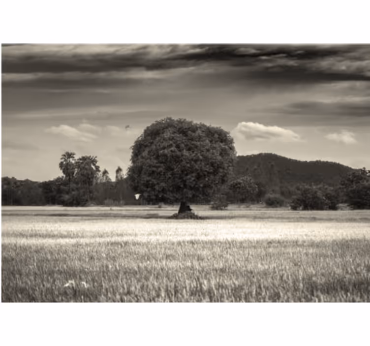 Tapisserie murale arbre paysage d'un arbre solitaire - TenStickers