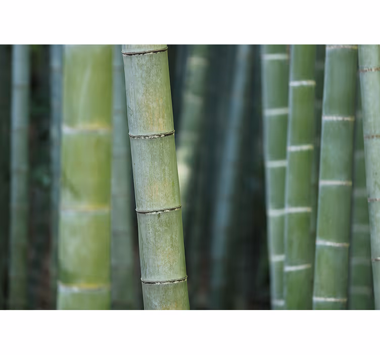 Papier peint nature Cannes de bambou forestier - TenStickers