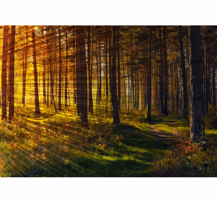 Papier peint mural forets Faisceaux lumineux de la forêt - TenStickers