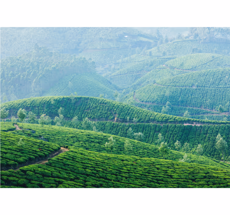 Tapisserie murale paysage collines de thé - TenStickers