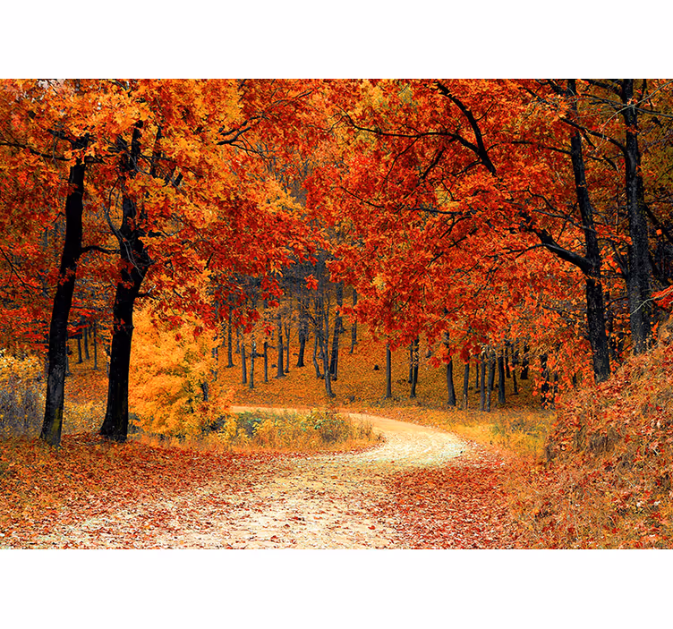 Papier peint mural arbres Tunnel d'arbres - TenStickers