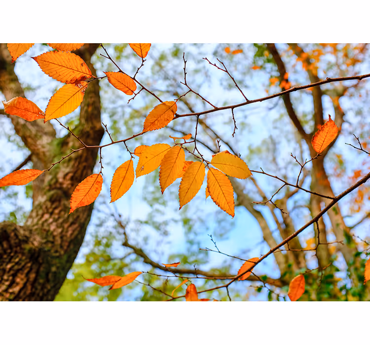 Papier peint mural arbres Feuilles d'automne - TenStickers